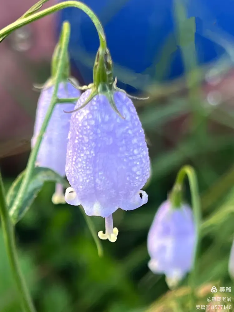 北方的长柱沙参